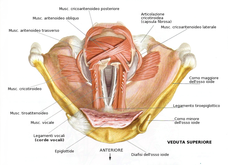 Corde vocali, anatomia