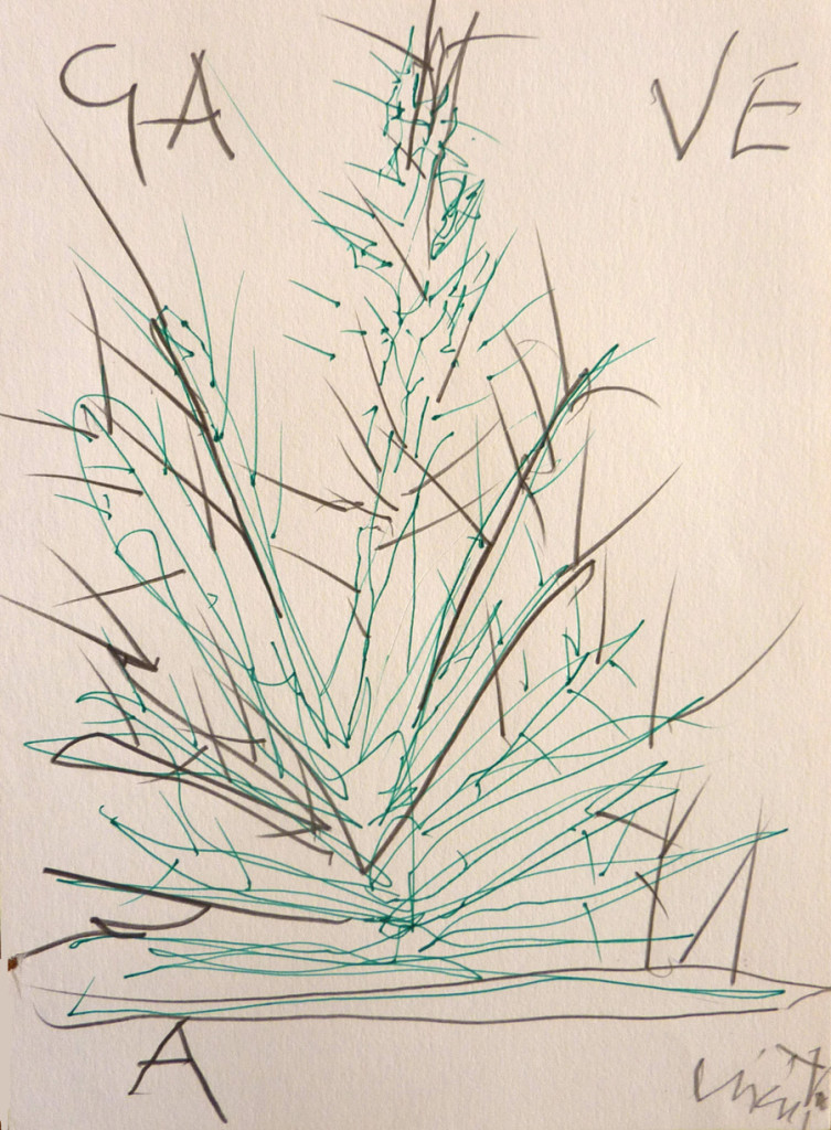 Giacinto Cerone - AGAVE, disegno, 2003 